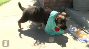 65K views · 2.8K reactions | The Pet Collective on Reels | Facebook