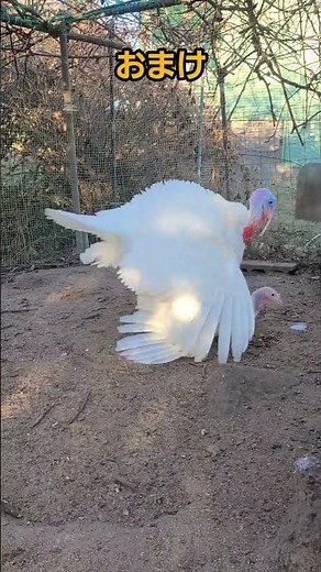 口笛と共鳴する七面鳥。ついでに交尾。