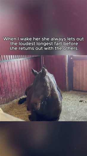 Horse.exe has stopped working. 🐴🚫#shorts #funny #horse #funnyanimals #2026