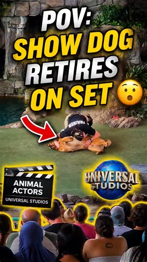 POV: Show dog retires on set.