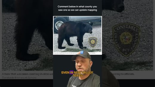 Texas black bear: Key facts and sightings