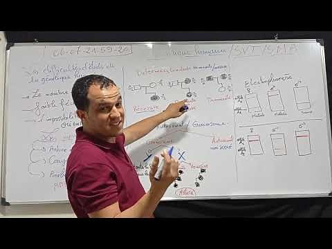 😍Les astuces SVT 😍 Génétique humaine👍