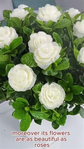 Relax with the Beautiful Gardenia Nature’s Calming Bloom #gardenia #relaxing #flowerfacts #shorts