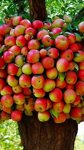 The best technique of planting and propagating apple trees by shoot #apple #gardening #bhfyp #nutrition #fruitlover #fruits #fitness #fruitgarden #shortsfeed #instagram #tree #fruittree #fruittrees #grafting #shorts #reelsvideo #shortsreels #shortsviral #garden #shortsvideo #satisfying #shotsviral #fruit #shots #reelsfb #fruitsalad #freshfruit #agriculture #trees #reelsviral #short | Tree Garden