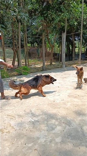 Most aggressive German Shepherd dog #youtube #shepherd #shortvideo #dogshorts #foryou