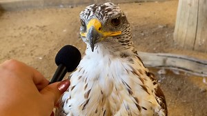 Interviewing adorably tiny animal with an adorably tiny microphone