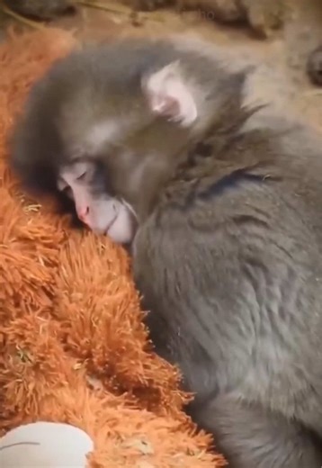 Baby Monkey Finds Comfort in Plush Doll After Abandonment