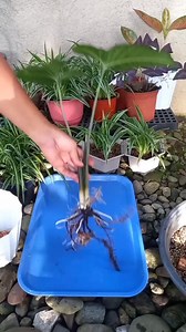 Alocasia & Caladium Mix ❤️ #caladium #alocaaia #gardening #garden | Door Step Garden