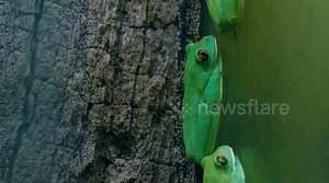 Switzerland: Endangered Orange Eyed Tree Frog Faces Deadly Fungus Threat
