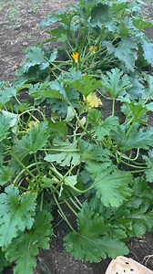 143K views · 9.7K reactions | Early morning gardening today | Becca Miller | Facebook