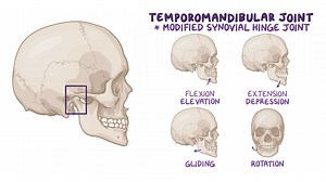 Video: Anatomy of the temporomandibular joint and muscles of mastication - Video Explanation! | Osmosis | Osmosis