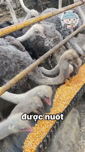 How do ostriches digest food when they don't have teeth?