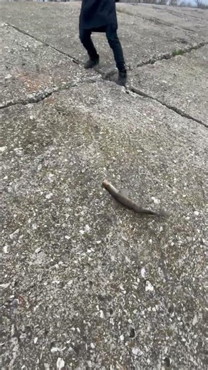 Как надо оадоваться рыбе😁 #рыбалка #fishing #рыба #судакнаджиг