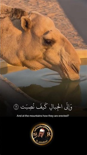 أَفَلا يَنْظُرُونَ إِلَى الإِبِلِ كَيْفَ خُلِقَتْ [الغاشية:17]
