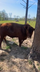 50K views · 136 reactions | Selling 4/14/25!! 15 month old heifer (low birth weight) bull! He’s purebred but selling without papers!! | Fort Smith Stockyards | Facebook