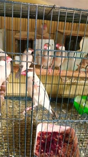 Java sparrow Bird ✅ #birds