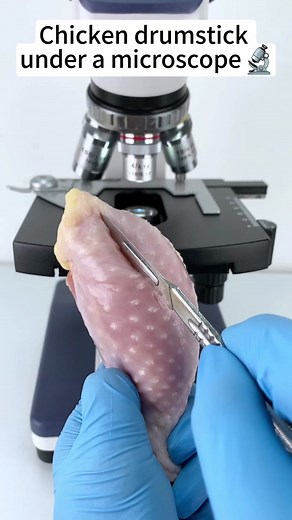Chicken Drumstick Under Microscope at 400x Magnification
