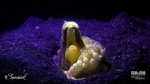 62 reactions | Video captured by SEA&SEA Alpha, Evan Sherman SEASICK PRODUCTIONS with SEA&SEA MDX-a7II Housing. #seaandseaalpha #seaandseausa #seaandsea #scubadiving #scuba #diving #strobe #mdx #videography #filmmaking #underwatervideography #underwaterphotography | SEA&SEA Underwater Imaging | Facebook