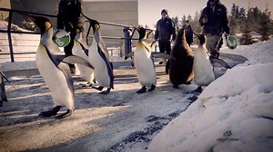 17K views · 174 reactions | Warm your waddlers! FREE hot chocolate for the first 100 guests. | The Calgary Zoo | Facebook