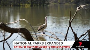 10K views · 70 reactions | An expansion to the size of three South Australian national parks is expected to boost tourism, biodiversity and threatened species. Download the 7NEWS app: https://7news.link/7NEWSapp #7NEWS | 7NEWS Adelaide | Facebook