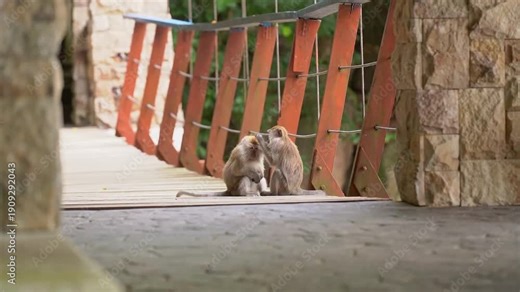 A pair of wild long-tailed macaques engage in social grooming while perched on a wooden suspension bridge.