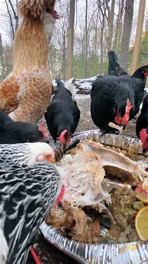 POV: This video will probably make someone mad 😅 Is this wrong… or just nature? 🦃🐓 #savage #chickens #thanksgivingaftermath #farmlife #viral | Marusyna Farm
