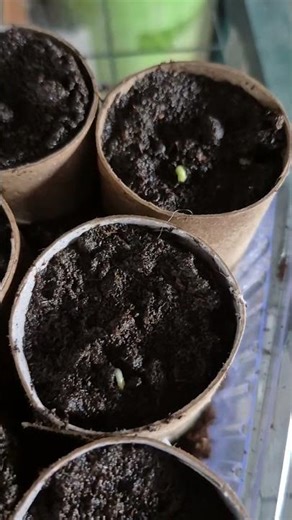 Peas update - Only few days later first peas are showing 🤩 #peas #garden #growyourownfood
