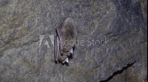 Lesser mouse-eared bat (Myotis blythii) in an artificial cave, North Caucasus, wintertime. Bats gather for hibernation in dense numerous colonies, less often they sleep in small groups