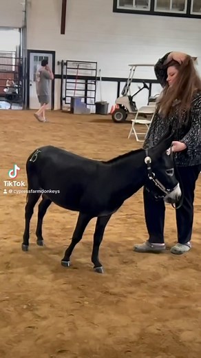Breeders Classic Miniature Donkey Sale in Joplin MO. Networked with donkey breeders from all over the world. So proud of all our friends who put together this very professional event. We bought three amazing donkeys including this spectacular black jack, Stock Market Magic Chef. We are co-owners with Rolling D Farm. We expect great things from this well built, well bred young man. #sale #donkey #jack #miniaturedonkey #blackjack #donkey-farm #donkeyfarmer #auction #breeder #minidonkey #donkeylove