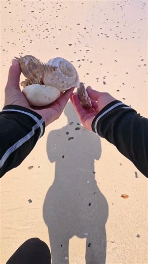I Found the Most Beautiful Shells on a Tropical Island 🐚🌴#Shells #BeachLife #TropicalIsland #Ocean