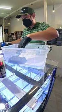 Leopard Gecko (Basic Enclosure Setup) #flamebreed