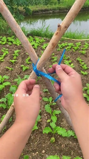 This is the method of making an eight-shaped green bean rack. Have you learned it#Knot