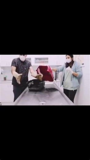 La chat c pas yeumè