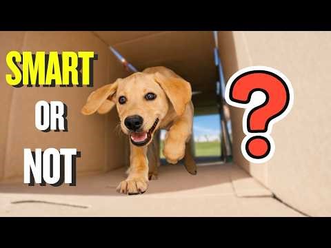Only Smart Dogs Can Pass These 3 Challenges…