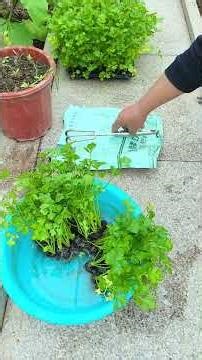 How to Grow Perfect Celery: The Ultimate Seedling Guide