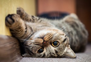 12 Telltale Signs Your Cat Is Happy