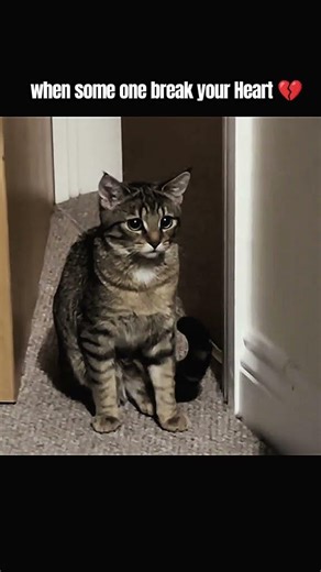 sad Heart break #sad #heart #heartbroken #hearttouching #cat #cats