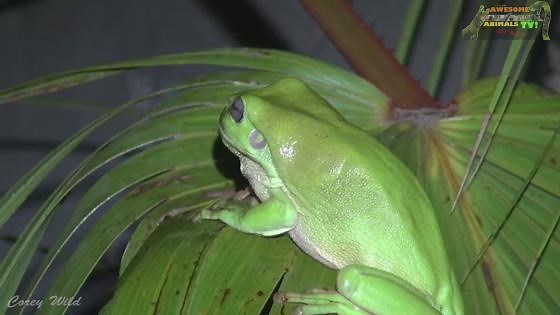 Giant frog battles cricket near venomous snakes