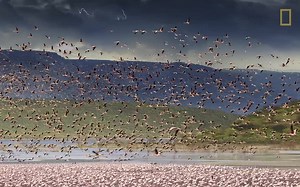 国家地理 | 不思议时间——鸟类迁徙全景图【Incredible Time-Stretching Photographs Capture Bird Migra】