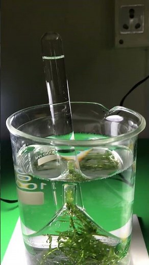 Elodea Photosynthesis