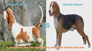 Basset Hound vs. German Hound: A Comparative Guide