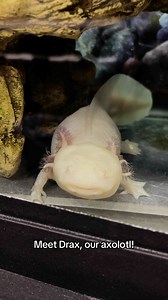 Meet our underwater dragon! 🐉 | Children's Science Center