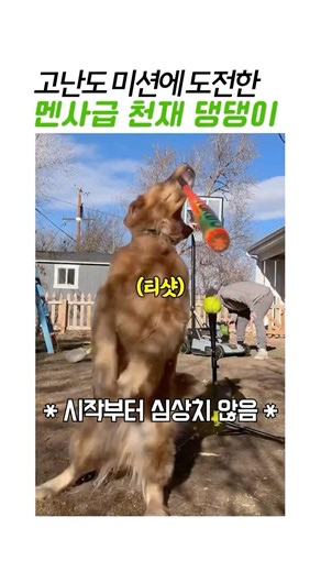 아이큐 150 리트리버의 설계#천재견 #리트리버 #멘사견 #골드버그장치 #강아지야구 #동물레전드 #댕댕이