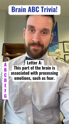 Brain Anatomy Trivia: Challenge Your Knowledge!