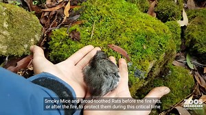 5.1K views · 555 reactions | Raising awareness for our cutest, native...