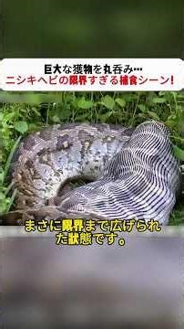 A python swallows its massive prey whole... an incredibly extreme predation scene! #python #preda...