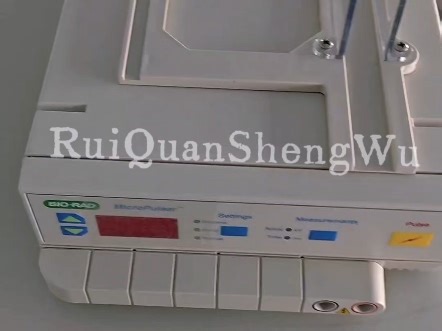 一键电转化！伯乐MicroPulser小白也能轻松用