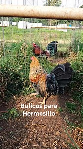 438 reactions · 4 comments | Bulicos pal baile, con petacas hasta Hermosillo, Son! | Rancho El-Cascabel | Facebook