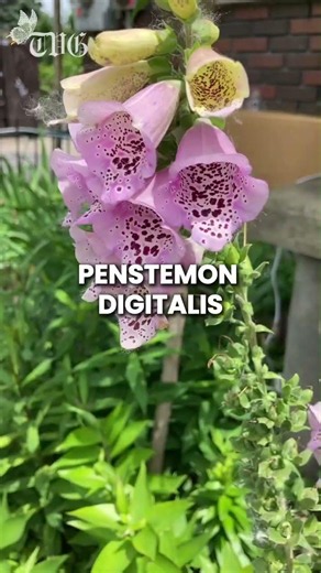 Plants That Turn Your Garden Into a Hummingbird Paradise