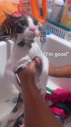 Funniest Cat Sounds That Will Make You Laugh